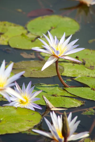 stock image Water lilies