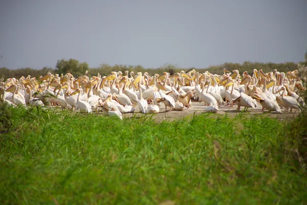 Pelikaner i nationalparken djoudj — Stockfoto
