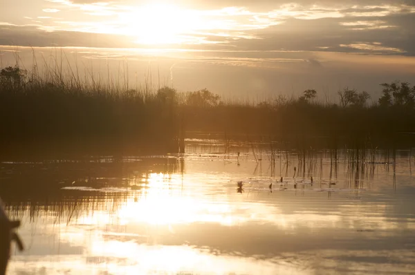 Delta Okavango w Botswanie — Zdjęcie stockowe