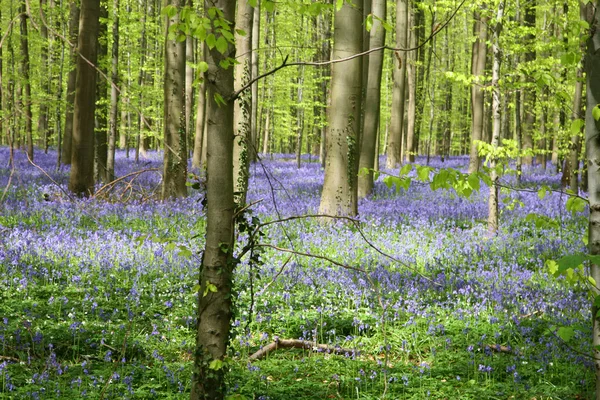 stock image Bluebell forest