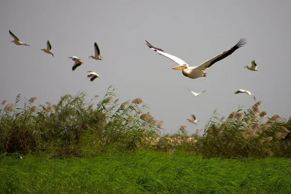Пеликаны в Джудийском национальном парке — стоковое фото