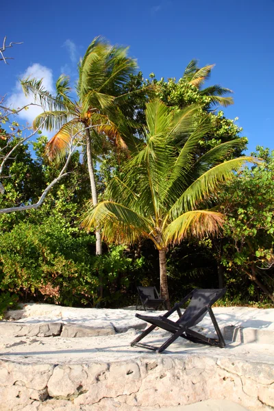 Árbol de coco en el paraíso — Foto de Stock