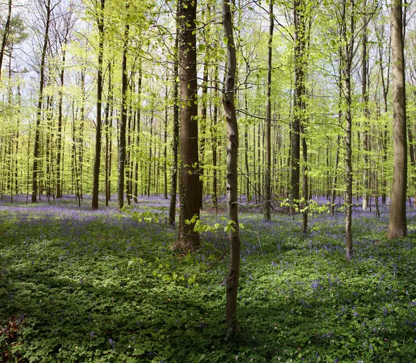 Bluebell erdő — Stock Fotó