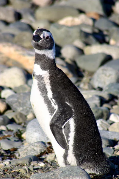 Pinguim-magalhães — Fotografia de Stock