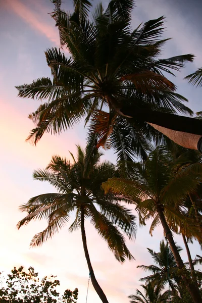 Coconut tree and sunset in the Maldives — Stock Photo, Image