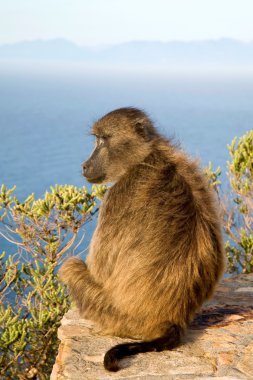 cape babun