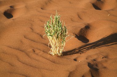 Sossusvlei tepeleri