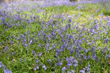 Bluebell ormanı