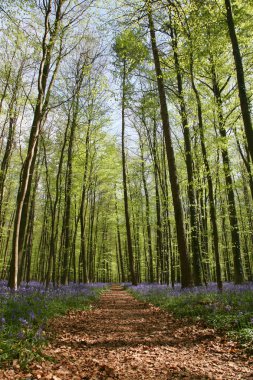 Bluebell ormanı