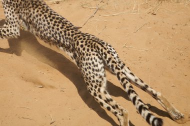 Cheetah running at full speed clipart