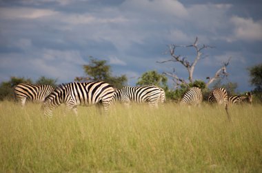 Zebra in Botswana clipart