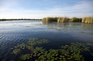 Okavango Deltası