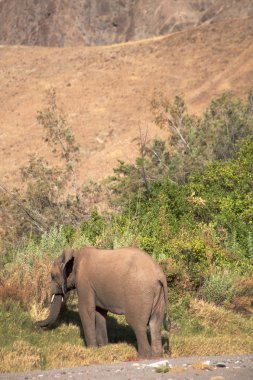 skeleton coast çölde filler
