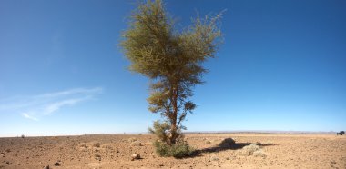 Sahra Çölü ve araba