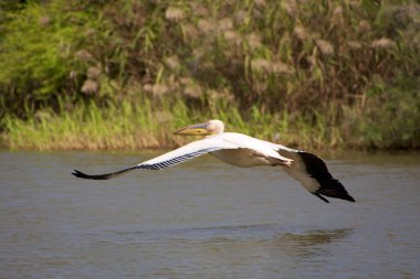 Pelican flying clipart