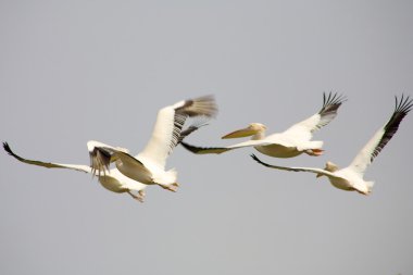 Pelicans flying clipart