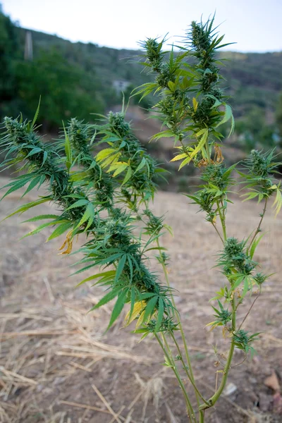 Cannabisväxt — Stockfoto