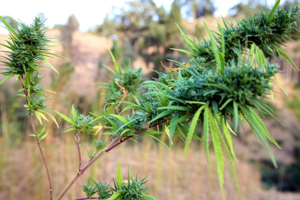 Cannabis növény — Stock Fotó