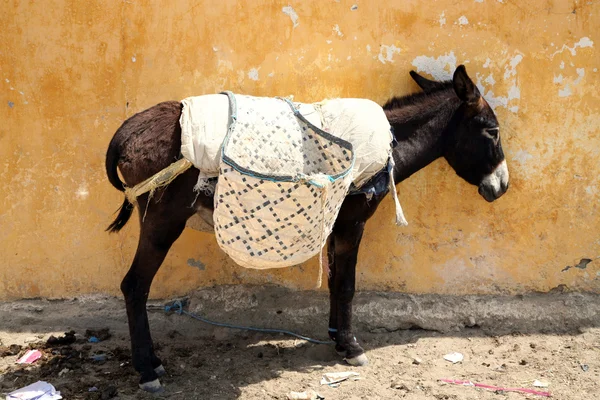 Donkey in Marokko — Stockfoto