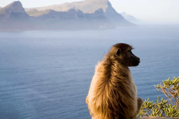 stock image Cape baboon