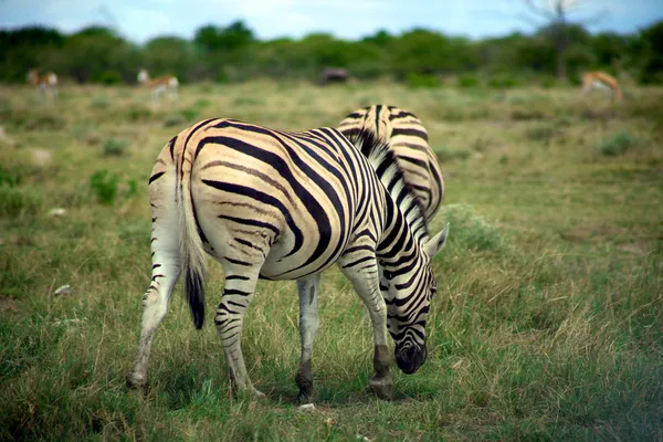 stock image Grazing Zebra in etosha