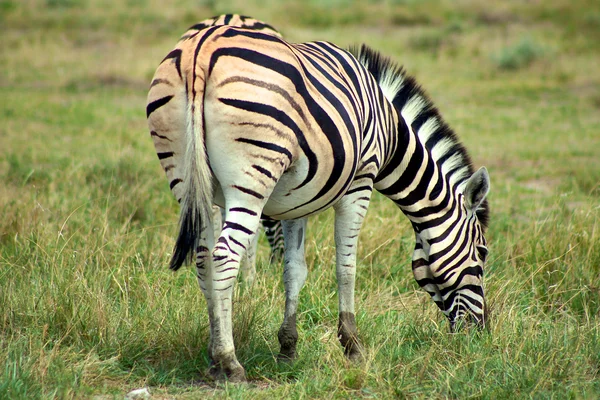 Выпас зебры в этоше — стоковое фото