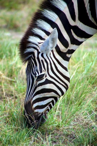 Zebra al pascolo in etosha — Foto Stock
