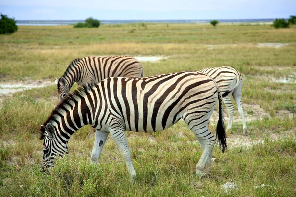 Zebra al pascolo in etosha — Foto Stock