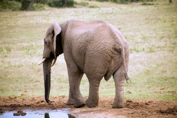 Elephant in Addo Park