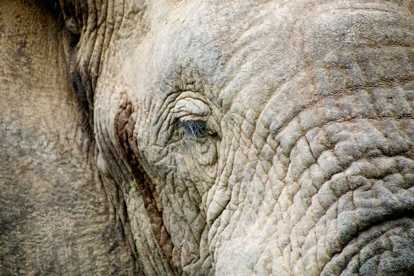 Elefante de primer plano — Foto de Stock