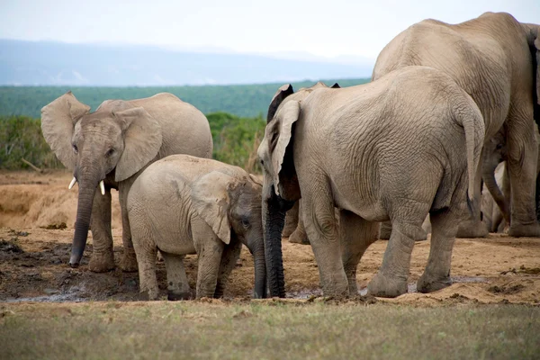 Elefantes en Addo Park —  Fotos de Stock