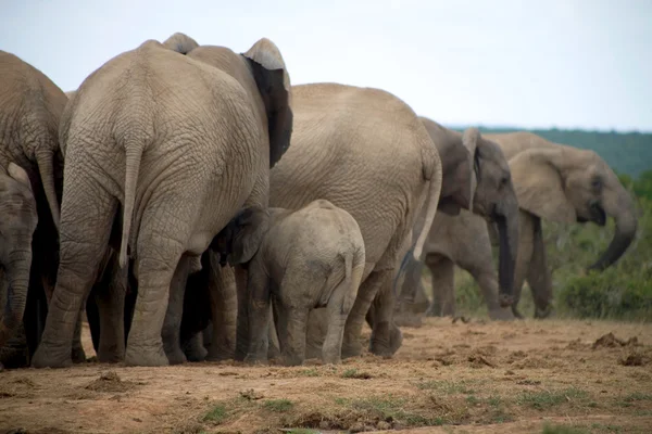 stock image Elephants in Addo Park