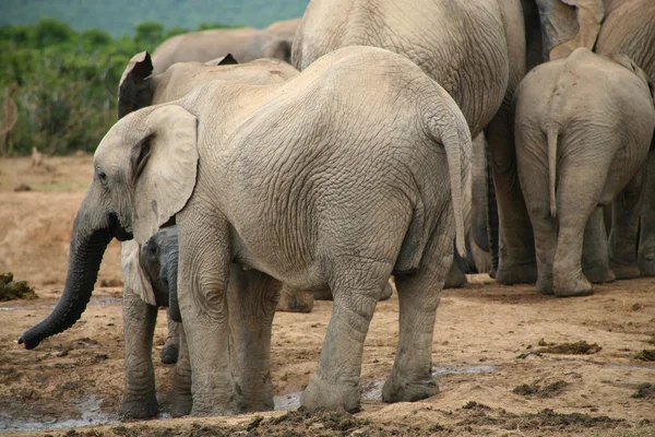 Sloni v parku addo — Stock fotografie