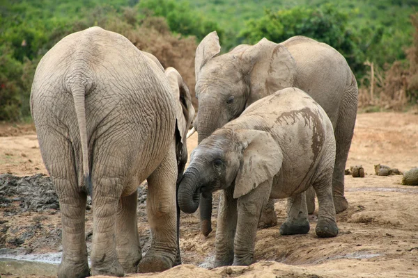 Elefantes en Addo Park — Foto de Stock