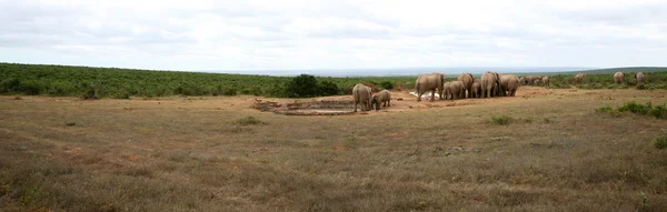 Слоны в парке Аддо — стоковое фото