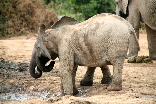 Elefantes en Addo Park —  Fotos de Stock