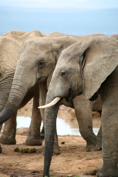 Sloni v parku addo — Stock fotografie