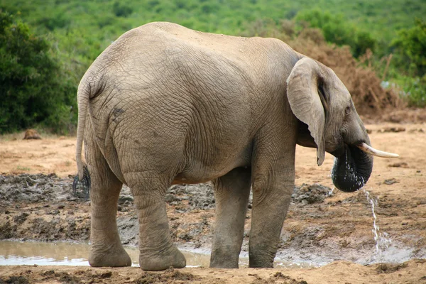 Slon v parku addo — Stock fotografie