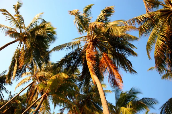 코코넛 나무와 몰디브에서 일몰 — 스톡 사진
