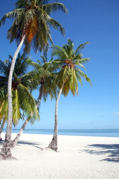 Kokosnöt träd i Maldiverna — Stockfoto