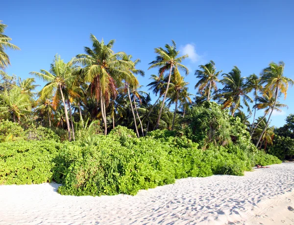 Árbol de coco en el paraíso —  Fotos de Stock