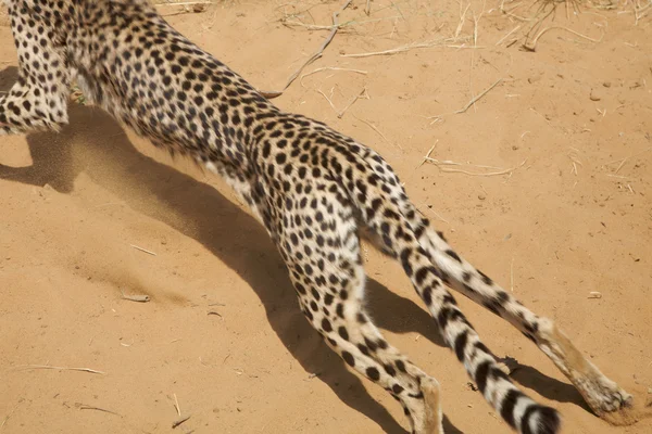 Cheetah in esecuzione a tutta velocità — Foto Stock