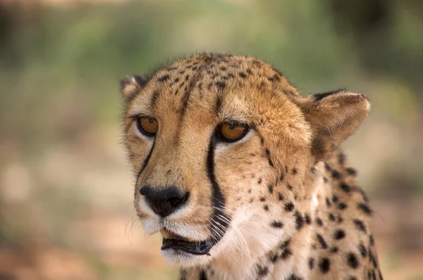 Cheetah harnas içinde — Stok fotoğraf