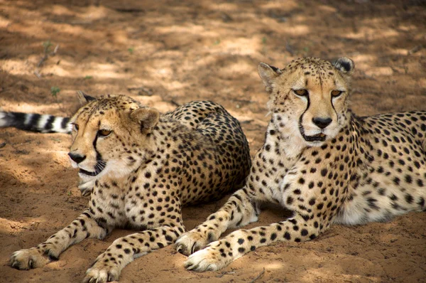 Cheetah deitado no chão — Fotografia de Stock