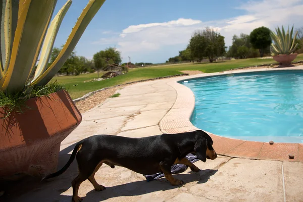 Cão e uma piscina — Fotografia de Stock