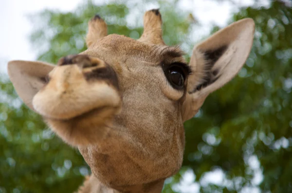 在纳米比亚的长颈鹿的头 — 图库照片