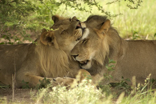 Lions kissing each other — Stock Photo, Image