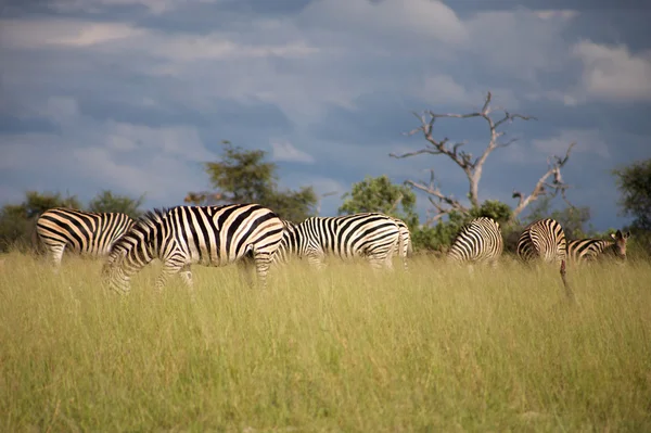 Зебра в Ботсване — стоковое фото