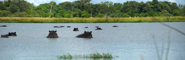 Flodhästar uppfödning — Stockfoto