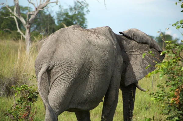 Slon v křoví — Stock fotografie